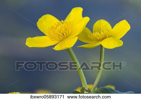 Flowering Marsh marigold ( Caltha palustris) Ochsenmoor, Lower Saxony, Lower Saxony, Germany, Lembruch, Europe View Large Photo Image Stock Image - Flowering Marsh marigold ( Caltha palustris) Ochsenmoor, Lower Saxony, Lower Saxony, Germany, Lembruch, Europe. Fotosearch