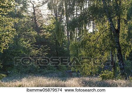 Flowering meadow in a clearing in the forest, Perlacher Forst, Munich, Upper Bavaria, Bavaria, Germany, Europe View Large Photo Image Picture - Flowering meadow in a clearing in the forest, Perlacher Forst, Munich, Upper Bavaria, Bavaria, Germany, Europe. Fotosearch