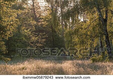 Stock Image - Flowering meadow in a clearing in the forest, Perlacher Forst, Munich, Upper Bavaria, Bavaria, Germany, Europe. Fotosearch
