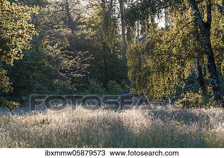 Stock Image - Flowering meadow in a clearing in the forest, Perlacher Forst, Munich, Upper Bavaria, Bavaria, Germany, Europe. Fotosearch