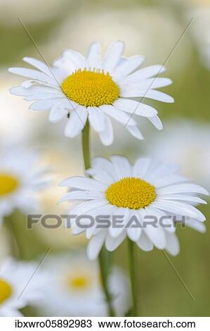 Flowering Ox-eye daisy ( Leucanthemum vulgare) in Wiese, Blume, Oldenburger Münsterland, Vechta, Lower Saxony, Germany, Europe View Large Photo Image Stock Image - Flowering Ox-eye daisy ( Leucanthemum vulgare) in Wiese, Blume, Oldenburger Münsterland, Vechta, Lower Saxony, Germany, Europe. Fotosearch