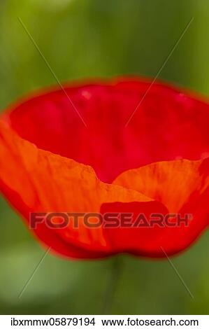 Picture - Flowering red poppy (Papaver), detail view, Upper Bavaria, Bavaria, Munich, Germany, Europe. Fotosearch