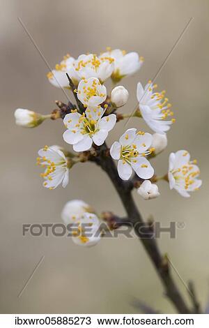 Flowers of the Blackthorn (Prunus spinosa) Branch, flower, Oldenburger Münsterland, Lutten, Lower Saxony, Germany, Europe View Large Photo Image Stock Image - Flowers of the Blackthorn (Prunus spinosa) Branch, flower, Oldenburger Münsterland, Lutten, Lower Saxony, Germany, Europe. Fotosearch