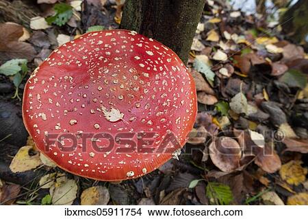 Picture - Fly agaric (Amanita muscaria) Guxhagen, Hesse, Germany, Europe. Fotosearch