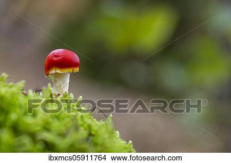 Picture - Fly agaric (Amanita muscaria) Guxhagen, Hesse, Germany, Europe. Fotosearch