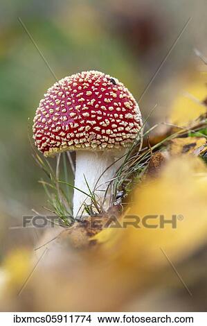 Fly agaric (Amanita muscaria) Guxhagen, Hesse, Germany, Europe View Large Photo Image Picture - Fly agaric (Amanita muscaria) Guxhagen, Hesse, Germany, Europe. Fotosearch