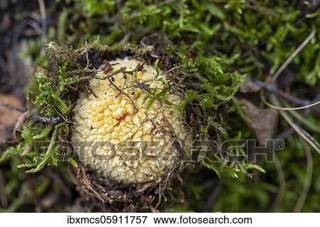 Fly agaric (Amanita muscaria) Guxhagen, Hesse, Germany, Europe View Large Photo Image Stock Photo - Fly agaric (Amanita muscaria) Guxhagen, Hesse, Germany, Europe. Fotosearch
