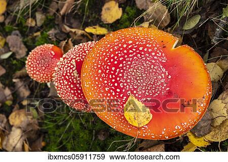 Fly agaric (Amanita muscaria) Guxhagen, Hesse, Germany, Europe View Large Photo Image Stock Photo - Fly agaric (Amanita muscaria) Guxhagen, Hesse, Germany, Europe. Fotosearch