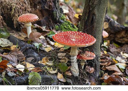 Fly agaric (Amanita muscaria) Guxhagen, Hesse, Germany, Europe View Large Photo Image Stock Photo - Fly agaric (Amanita muscaria) Guxhagen, Hesse, Germany, Europe. Fotosearch