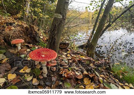 Fly agaric (Amanita muscaria) Guxhagen, Hesse, Germany, Europe View Large Photo Image Stock Photo - Fly agaric (Amanita muscaria) Guxhagen, Hesse, Germany, Europe. Fotosearch