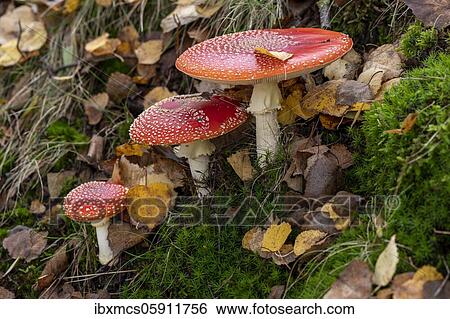 Fly agaric (Amanita muscaria) Guxhagen, Hesse, Germany, Europe View Large Photo Image Stock Photograph - Fly agaric (Amanita muscaria) Guxhagen, Hesse, Germany, Europe. Fotosearch