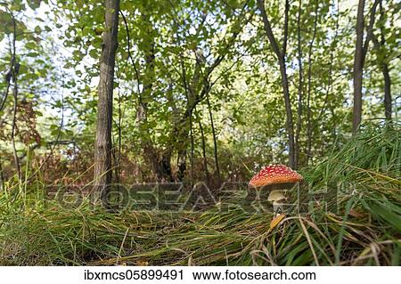 Fly agaric (Amanita muscaria) NSG Jungle Sababurg, Hofgeismar, Hesse, Germany, Europe View Large Photo Image Stock Image - Fly agaric (Amanita muscaria) NSG Jungle Sababurg, Hofgeismar, Hesse, Germany, Europe. Fotosearch