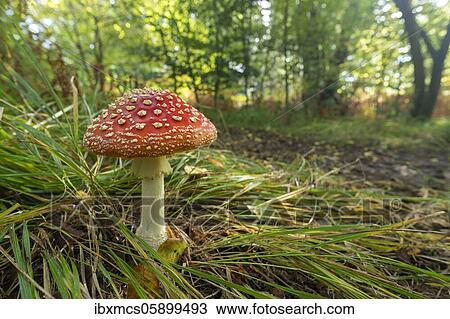 Fly agaric (Amanita muscaria) NSG Jungle Sababurg, Hofgeismar, Hesse, Germany, Europe View Large Photo Image Stock Image - Fly agaric (Amanita muscaria) NSG Jungle Sababurg, Hofgeismar, Hesse, Germany, Europe. Fotosearch
