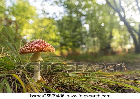 Fly agaric (Amanita muscaria) NSG Jungle Sababurg, Hofgeismar, Hesse, Germany, Europe View Large Photo Image Stock Photograph - Fly agaric (Amanita muscaria) NSG Jungle Sababurg, Hofgeismar, Hesse, Germany, Europe. Fotosearch
