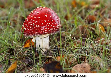 Picture - Fly agaric (Amanita muscaria) Schleswig-Holstein, Germany, Europe. Fotosearch
