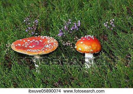 Picture - Fly agarics (Amanita muscaria) in Common Heather (Calluna vulgaris) Besenheide, Holmer Sandberge landscape conservation area, Pinneberg district, Schleswig-Holstein, Germany, Europe. Fotosearch