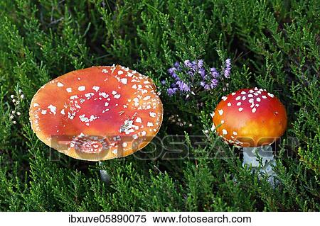Fly agarics (Amanita muscaria) in Common Heather (Calluna vulgaris) Besenheide, Holmer Sandberge landscape conservation area, Pinneberg district, Schleswig-Holstein, Germany, Europe View Large Photo Image Stock Photography - Fly agarics (Amanita muscaria) in Common Heather (Calluna vulgaris) Besenheide, Holmer Sandberge landscape conservation area, Pinneberg district, Schleswig-Holstein, Germany, Europe. Fotosearch