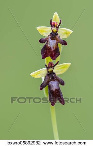 Fly orchid ( Ophrys insectifera) in bloom, orchid, Osnabrück, Lower Saxony, Germany, Europe View Large Photo Image Stock Image - Fly orchid ( Ophrys insectifera) in bloom, orchid, Osnabrück, Lower Saxony, Germany, Europe. Fotosearch