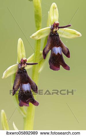 Fly orchid ( Ophrys insectifera) in bloom, orchid, Osnabrück, Lower Saxony, Germany, Europe View Large Photo Image Stock Photo - Fly orchid ( Ophrys insectifera) in bloom, orchid, Osnabrück, Lower Saxony, Germany, Europe. Fotosearch