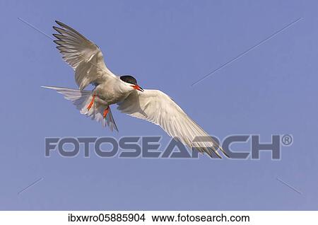 Flying Common tern ( Sterna hirundo), Texel, Netherlands View Large Photo Image Picture - Flying Common tern ( Sterna hirundo), Texel, Netherlands. Fotosearch