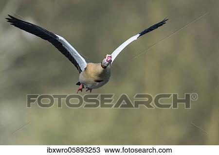 Stock Image - Flying Egyptian goose ( Alopochen aegyptiacus) Hannover, Lower Saxony, Germany, Europe. Fotosearch