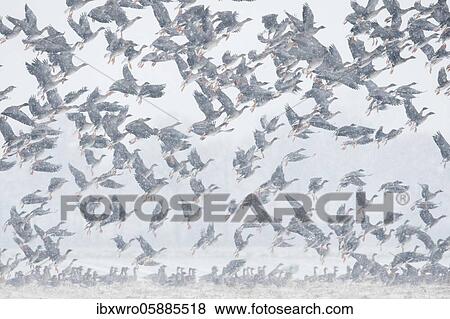 Stock Photo - Flying geese in snow flurries, flock of geese, migratory bird, bird migration, Goldenstedter Moor, Lower Saxony, Germany, Europe. Fotosearch