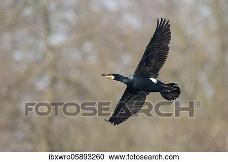 Flying Great cormorant ( Phalacrocorax carbo) Hannover, Lower Saxony, Germany, Europe View Large Photo Image Stock Image - Flying Great cormorant ( Phalacrocorax carbo) Hannover, Lower Saxony, Germany, Europe. Fotosearch
