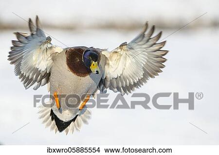 Flying Mallard ( Anas platyrhynchos) in winter, drake, male, Lower Saxony, Germany, Europe View Large Photo Image Picture - Flying Mallard ( Anas platyrhynchos) in winter, drake, male, Lower Saxony, Germany, Europe. Fotosearch
