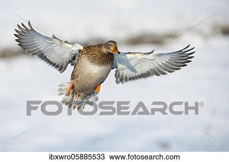 Flying Mallard ( Anas platyrhynchos) in winter, female, Lower Saxony, Germany, Europe View Large Photo Image Stock Image - Flying Mallard ( Anas platyrhynchos) in winter, female, Lower Saxony, Germany, Europe. Fotosearch