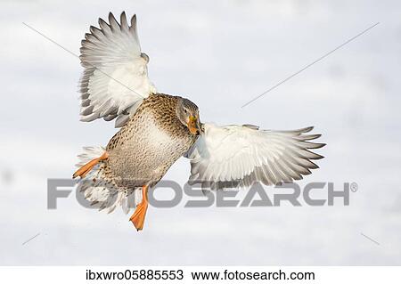 Flying Mallard ( Anas platyrhynchos) in winter, female, Lower Saxony, Germany, Europe View Large Photo Image Stock Image - Flying Mallard ( Anas platyrhynchos) in winter, female, Lower Saxony, Germany, Europe. Fotosearch