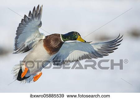 Flying Mallard ( Anas platyrhynchos) in winter, drake, male, Lower Saxony, Germany, Europe View Large Photo Image Stock Photo - Flying Mallard ( Anas platyrhynchos) in winter, drake, male, Lower Saxony, Germany, Europe. Fotosearch