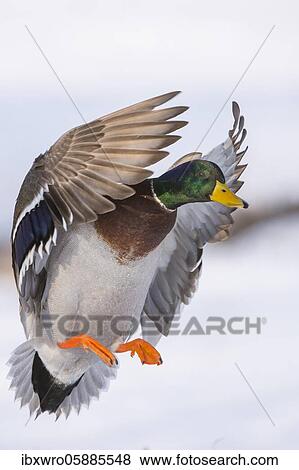 Stock Photo - Flying Mallard ( Anas platyrhynchos) in winter, drake, male, Lower Saxony, Germany, Europe. Fotosearch