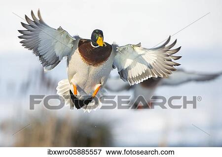 Flying Mallard ( Anas platyrhynchos) in winter, drake, male, Lower Saxony, Germany, Europe View Large Photo Image Stock Photo - Flying Mallard ( Anas platyrhynchos) in winter, drake, male, Lower Saxony, Germany, Europe. Fotosearch