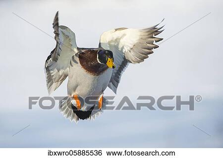 Stock Photograph - Flying Mallard ( Anas platyrhynchos) in winter, drake, male, Lower Saxony, Germany, Europe. Fotosearch