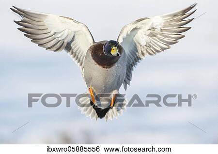 Flying Mallard ( Anas platyrhynchos) in winter, drake, male, Lower Saxony, Germany, Europe View Large Photo Image Stock Photograph - Flying Mallard ( Anas platyrhynchos) in winter, drake, male, Lower Saxony, Germany, Europe. Fotosearch