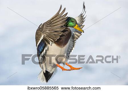 Flying Mallard ( Anas platyrhynchos) on approach, drake, male, Lower Saxony, Germany, Europe View Large Photo Image Stock Photography - Flying Mallard ( Anas platyrhynchos) on approach, drake, male, Lower Saxony, Germany, Europe. Fotosearch