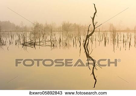 Fog in the moor at sunrise, reflection, Goldenstedter Moor, Lower Saxony, Germany, Europe View Large Photo Image Stock Image - Fog in the moor at sunrise, reflection, Goldenstedter Moor, Lower Saxony, Germany, Europe. Fotosearch