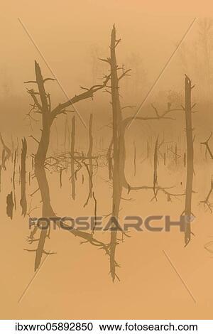 Fog in the moor at sunrise, reflection, Goldenstedter Moor, Lower Saxony, Germany, Europe View Large Photo Image Stock Image - Fog in the moor at sunrise, reflection, Goldenstedter Moor, Lower Saxony, Germany, Europe. Fotosearch