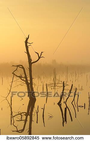 Stock Photography - Fog in the moor at sunrise, reflection, Goldenstedter Moor, Lower Saxony, Germany, Europe. Fotosearch