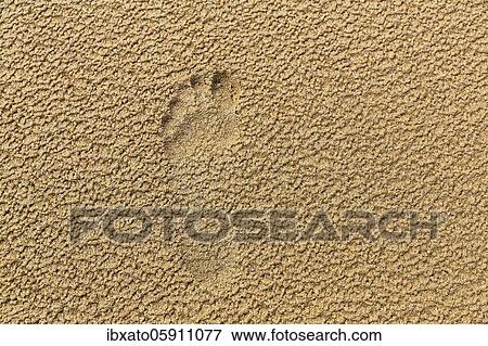 Footprint in the sand, left foot, background image, Vestfirðir, Westfjords, Iceland, Europe View Large Photo Image Stock Photo - Footprint in the sand, left foot, background image, Vestfirðir, Westfjords, Iceland, Europe. Fotosearch