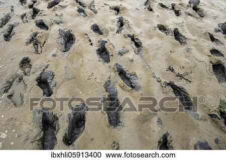 Footprints in the mudflats, mudflat hike, Lower Saxony Wadden Sea National Park, East Frisia, Lower Saxony, Germany, Europe View Large Photo Image Stock Image - Footprints in the mudflats, mudflat hike, Lower Saxony Wadden Sea National Park, East Frisia, Lower Saxony, Germany, Europe. Fotosearch