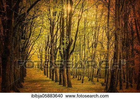 Forest in autumn, Puy de Dome department, Auvergne-Rhone-Alpes, france View Large Photo Image Stock Image - Forest in autumn, Puy de Dome department, Auvergne-Rhone-Alpes, france. Fotosearch