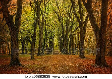 Forest in autumn, Puy de Dome department, Auvergne-Rhone-Alpes, france View Large Photo Image Stock Photo - Forest in autumn, Puy de Dome department, Auvergne-Rhone-Alpes, france. Fotosearch