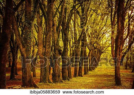 Forest in autumn, Puy de Dome department, Auvergne-Rhone-Alpes, france View Large Photo Image Stock Photo - Forest in autumn, Puy de Dome department, Auvergne-Rhone-Alpes, france. Fotosearch