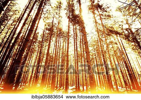 Forest linear, Puy de Dome department, Auvergne-Rhone-Alpes, France, Europe View Large Photo Image Picture - Forest linear, Puy de Dome department, Auvergne-Rhone-Alpes, France, Europe. Fotosearch