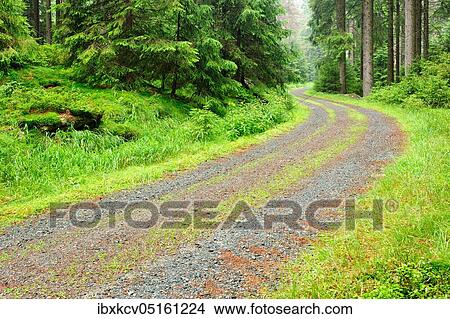 Picture - Forest path through misty spruce forest, near Braunlage, Harz National Park, Lower Saxony, Germany, Europe. Fotosearch