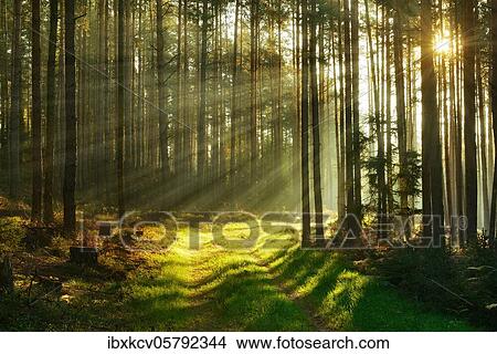 Forest path through pine forest in the morning light, sun shines through fog, near Paulinzella, Thuringia, Germany, Europe View Large Photo Image Picture - Forest path through pine forest in the morning light, sun shines through fog, near Paulinzella, Thuringia, Germany, Europe. Fotosearch