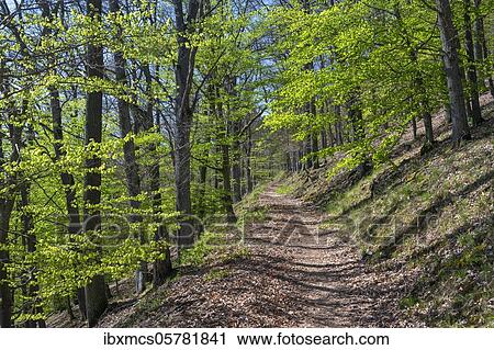 Stock Image - Forest path with beeches, Edersee, Kellerwald National Park, Hesse, Germany, Europe. Fotosearch