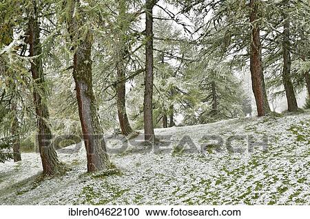 Forest with larch, first snowfall in autumn, Obernberg, Tyrol, Austria, Europe View Large Photo Image Stock Image - Forest with larch, first snowfall in autumn, Obernberg, Tyrol, Austria, Europe. Fotosearch