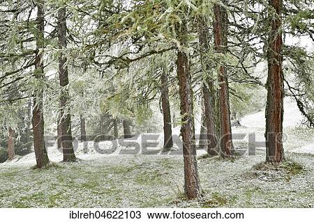 Stock Image - Forest with larch, first snowfall in autumn, Obernberg, Tyrol, Austria, Europe. Fotosearch